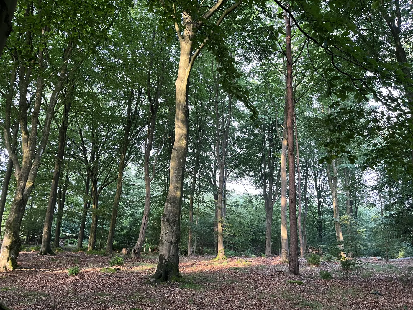 Bøgeskov i morgenlys
